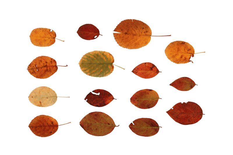 Scanned autumn leaves - Image 2