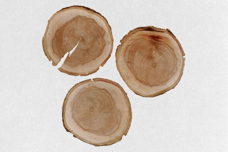 Scanned Wood Stump Textures - Image 2